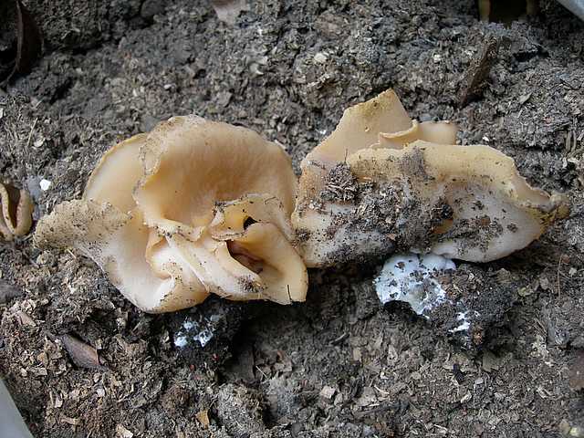 Una peziza nel sacco e altre specie primaverili